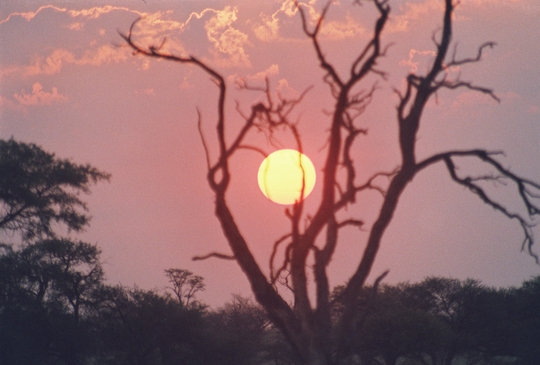 Sunset backdrop, Kgalagadi